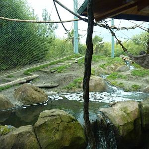 Asian Forest Sanctuary - Rotation Exhibit