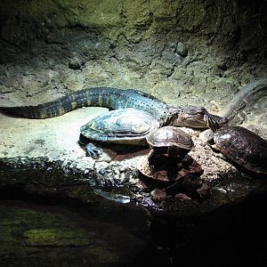 Louisiana Swamp - American Alligator and Turtle Exhibit