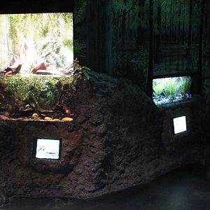 Louisiana Swamp - American Bullfrog and Red Swamp Crayfish Exhibits
