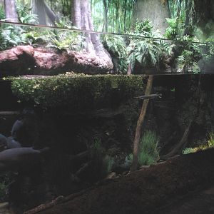 Louisiana Swamp - Swamp Fish Exhibit