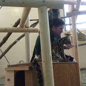 Asian Forest Sanctuary - Clouded Leopards