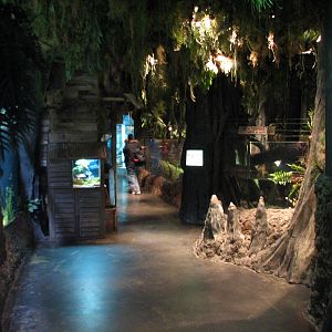 Louisiana Swamp - Interior