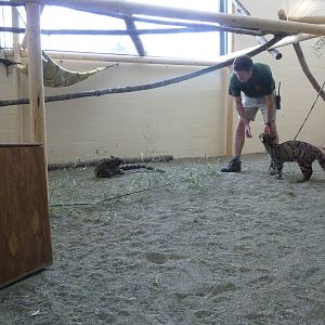 Asian Forest Sanctuary - Clouded Leopards