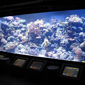 Shipwreck - Coral Reef Exhibit