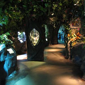 Rainforest - Interior