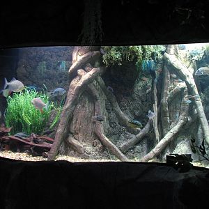 Rainforest - South American Exhibit