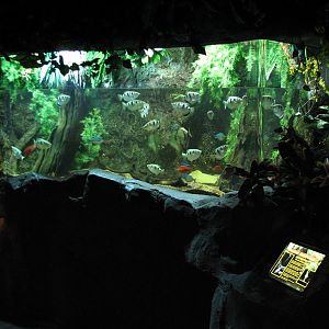 Rainforest - Archerfish Exhibit