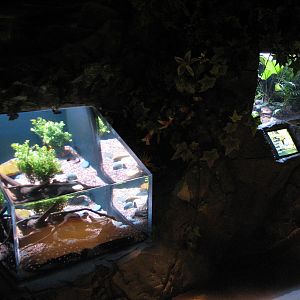 Rainforest - Polka-dot Stingray and Blue Poison Dart Frog Exhibits