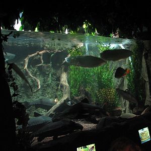 Rainforest - Large Rainforest Fish Exhibit