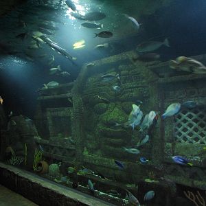 Sunken Temple - Large Tank