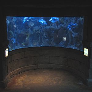 Sunken Temple - Lionfish and Foxface Exhibit