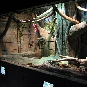 Sunken Temple - Reticulated Python Exhibit