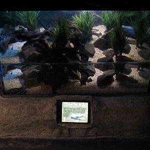 Sunken Temple - Electric Eel Exhibit