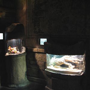 Sunken Temple - Spiny-tailed Lizard and Milksnake Exhibits