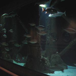 Gulf of Mexico - Large Tank