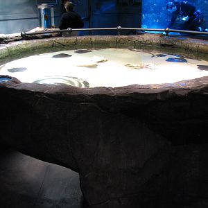 Discovery Rig - Ray and Shark Touch Tank