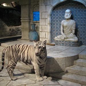 White Tigers of the Maharaja's Temple - White Tiger