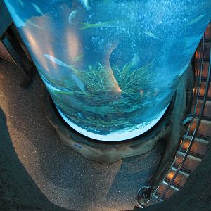 Restaurant Lobby - 3 Story Column Tank