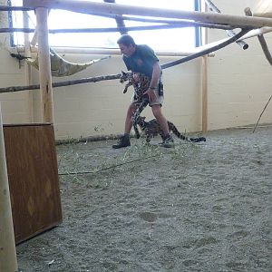 Asian Forest Sanctuary - Clouded Leopards