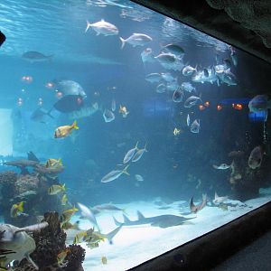 Restaurant - 150,000 Gallon Tank