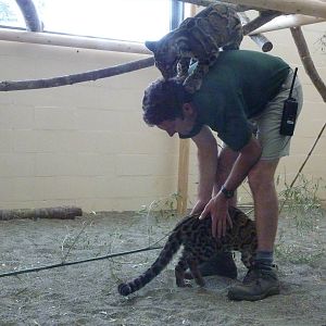 Asian Forest Sanctuary - Clouded Leopards
