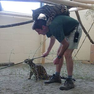 Asian Forest Sanctuary - Clouded Leopards