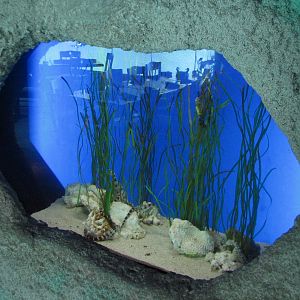 Restaurant - Seahorse Exhibit