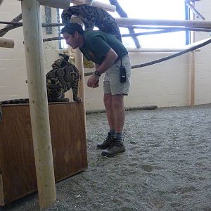 Asian Forest Sanctuary - Clouded Leopards