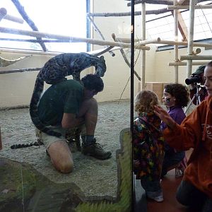 Asian Forest Sanctuary - Clouded Leopards