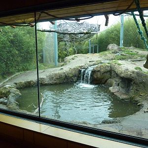 Asian Forest Sanctuary - Rotation Exhibit