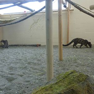 Asian Forest Sanctuary - Clouded Leopards