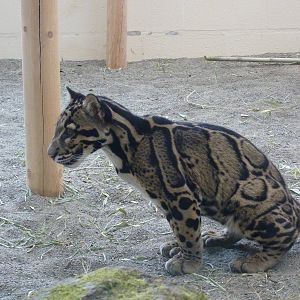 Asian Forest Sanctuary - Clouded Leopard
