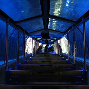 Shark Voyage - 200,000 Gallon Shark Tunnel