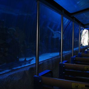 Shark Voyage - 200,000 Gallon Shark Tunnel