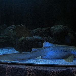 Shark Voyage - Zebra Shark