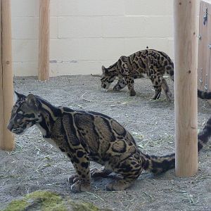Asian Forest Sanctuary - Clouded Leopards