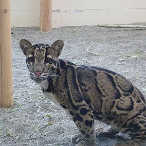 Asian Forest Sanctuary - Clouded Leopard
