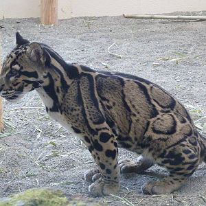 Asian Forest Sanctuary - Clouded Leopard