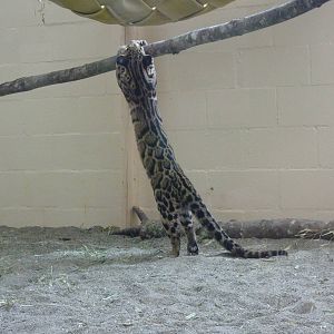 Asian Forest Sanctuary - Clouded Leopard
