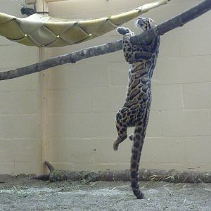 Asian Forest Sanctuary - Clouded Leopard