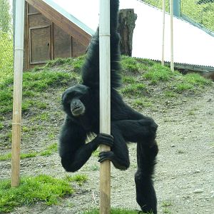 Asian Forest Sanctuary - Siamang