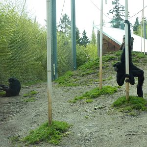 Asian Forest Sanctuary - Rotation Exhibit