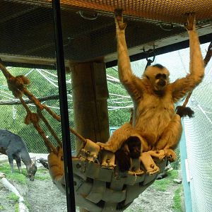 Asian Forest Sanctuary - White-Cheeked Gibbons + Anoa