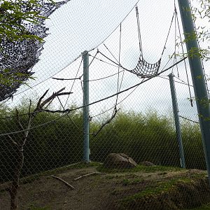 Asian Forest Sanctuary - Rotation Exhibit