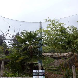 Asian Forest Sanctuary - Rotation Exhibit