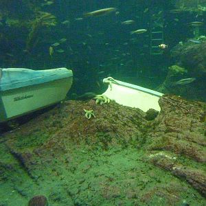 North Pacific Aquarium - 160,000 Gallon Tank