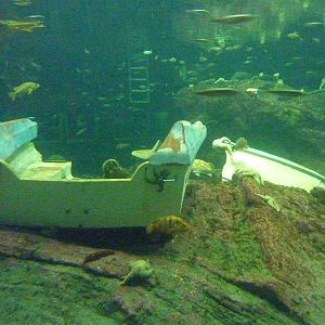 North Pacific Aquarium - 160,000 Gallon Tank