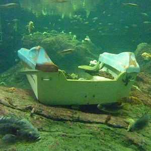 North Pacific Aquarium - 160,000 Gallon Tank