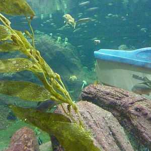 North Pacific Aquarium - 160,000 Gallon Tank