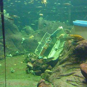 North Pacific Aquarium - 160,000 Gallon Tank